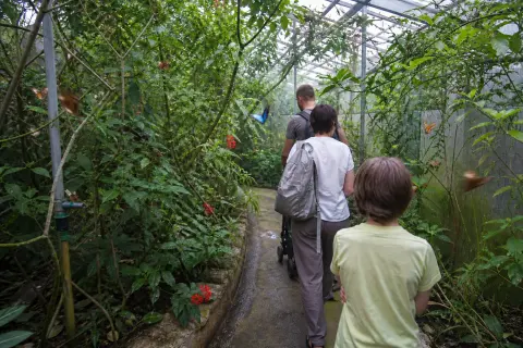 Tropique du Papillon
