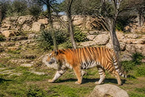 EcoZonia – écoparc animalier des prédateurs