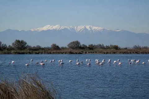 Étang de Canet–Saint-Nazaire