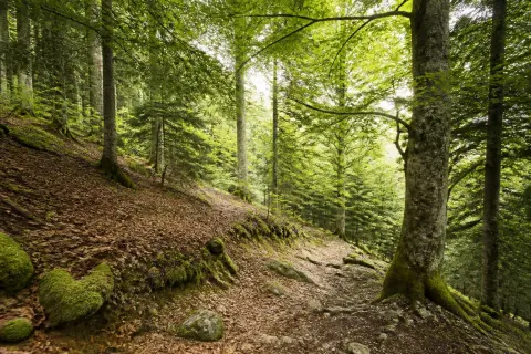 Forêt de Boucheville – randonnée nature