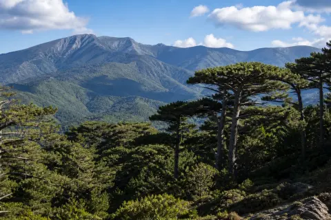 Forêt domaniale des Albères – randonnée nature