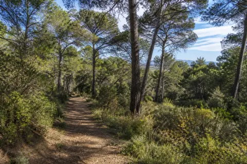 Massif forestier de Montpins – randonnée