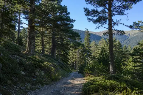 Forêt du Canigou – randonnée nature