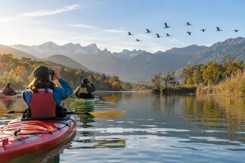 Animation nature en kayak – Les oiseaux et la migration