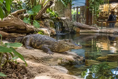 La ferme des reptiles